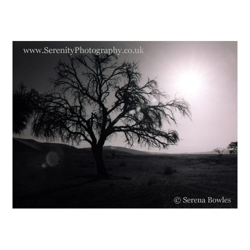 Silhouette of a tree in the Sousselvei region of Namibia.